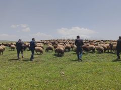 Besiciler yaylaya çıkmaya başladı